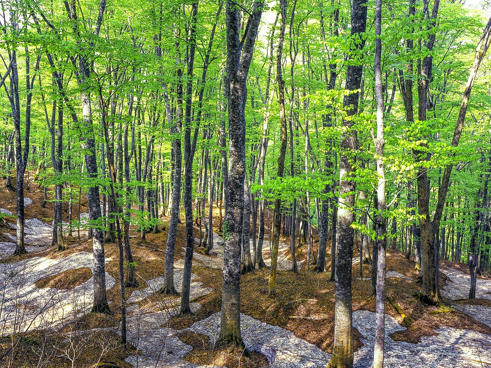 beech-forest-2212473_960_720